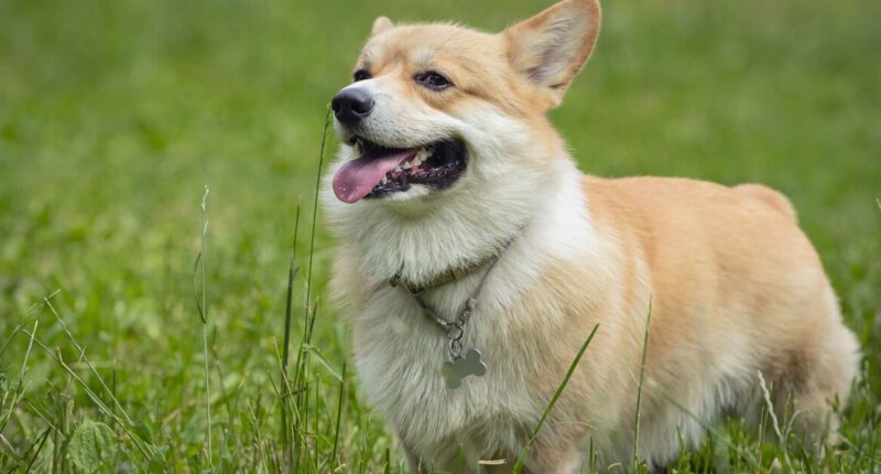 Vet urges pet owners to watch for seven worrying signs during heatwave