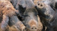 Wild pigs with blue meat found in California, officials sound alarm