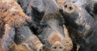 Wild pigs with blue meat found in California, officials sound alarm