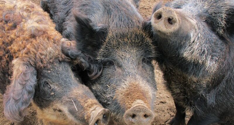 Wild pigs with blue meat found in California, officials sound alarm