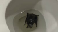 Woman ordered to go straight to hospital after terrifying discovery of creature in her bathroom