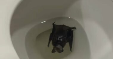 Woman ordered to go straight to hospital after terrifying discovery of creature in her bathroom
