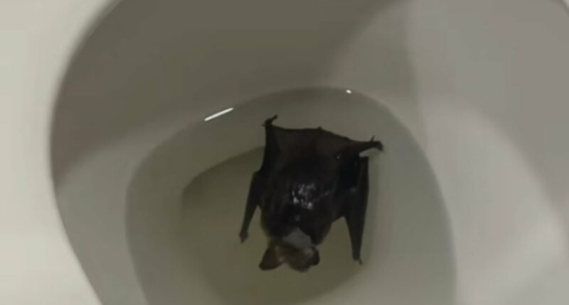 Woman ordered to go straight to hospital after terrifying discovery of creature in her bathroom