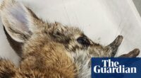 ‘Demon’ rabbits growing hornlike warts in Colorado are no danger, scientists say