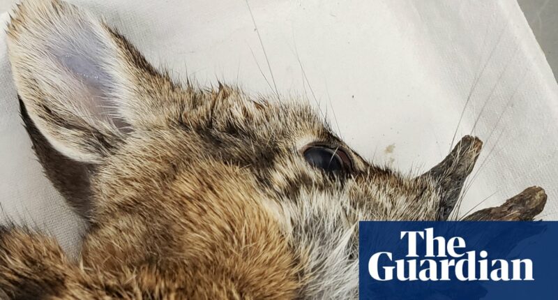 ‘Demon’ rabbits growing hornlike warts in Colorado are no danger, scientists say