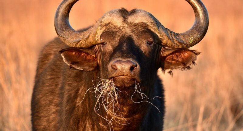 Two Cape buffaloes in tall grass.
