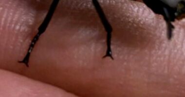 'Cyborg' beetles may one day aid in rescue efforts