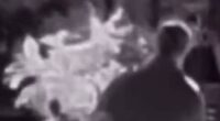 'Plant bandit' targets Bay Area neighborhood
