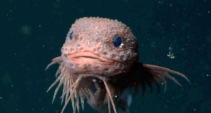 Bumpy snailfish, with a round head and pink body