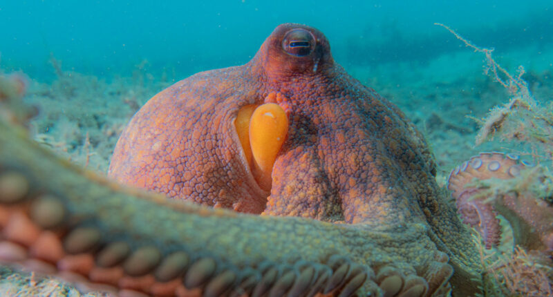 A new analysis of underwater videos shows octopuses are 'incredible multitaskers'