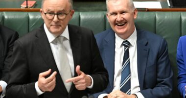 Albanese government makes major announcement on migration numbers