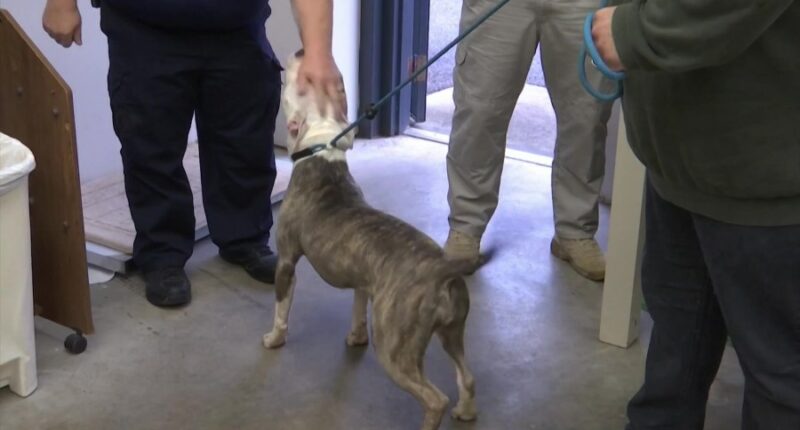 Animal advocates in North Augusta want upgraded animal control facility