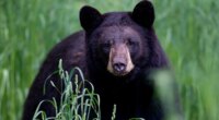 Arkansas man, 72, mauled by 70-pound bear, hospitalized with 'extensive' injuries