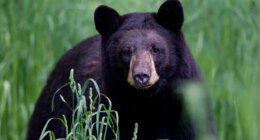 Arkansas man, 72, mauled by 70-pound bear, hospitalized with 'extensive' injuries