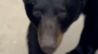 Bear strolls through New Jersey Dollar General store