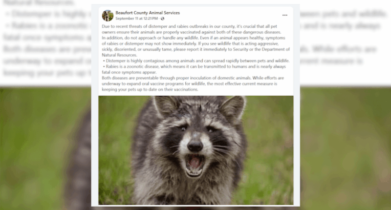 Beaufort County warns of rabies and distemper threat to pets, animal officials urge vaccinations