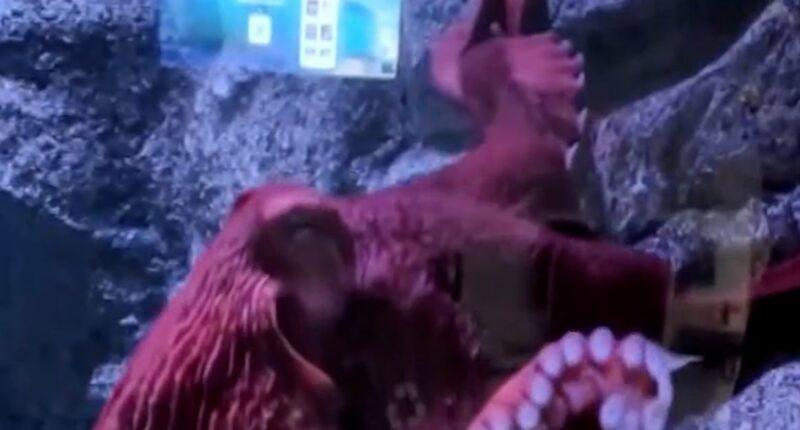 Beloved Giant Pacific octopus enters her final days