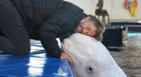 Beluga whales in John Bishop TV show are still confined to tiny pools