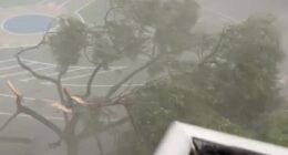 'Biblical' 100kph winds lash Spain with palm trees snapping in half