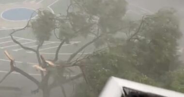 'Biblical' 100kph winds lash Spain with palm trees snapping in half