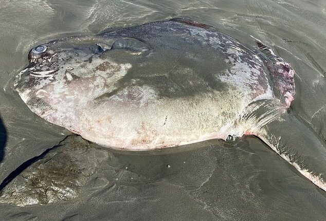The enormous hoodwinker sunfish discovered on Doran Beach in Bodega Bay - the strange species has only been recognized by scientists since 2017