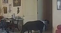 Bodycam video shows wild boar in Florida home