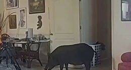 Bodycam video shows wild boar in Florida home