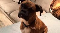 California woman faces felony charges after registering dog to vote
