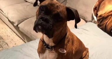 California woman faces felony charges after registering dog to vote