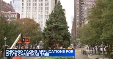 Chicago accepting nominations for official Christmas tree to light up Millennium Park