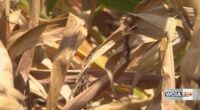 Climatologist: Tuesday's rain not enough to change drought monitor in Central Illinois