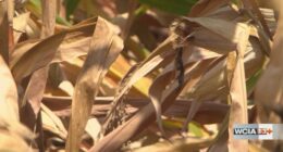 Climatologist: Tuesday's rain not enough to change drought monitor in Central Illinois