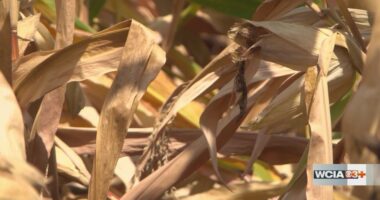 Climatologist: Tuesday's rain not enough to change drought monitor in Central Illinois