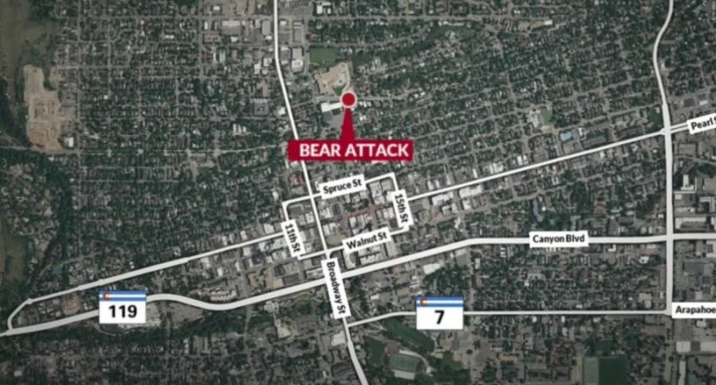 Colorado man slashed by mother bear with cub, while walking dog