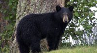 Conservation group sues to block Florida bear hunt