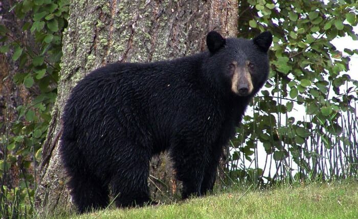 Conservation group sues to block Florida bear hunt