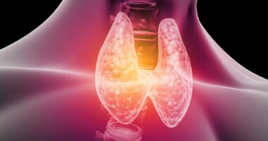 Could YOUR weight gain and crushing fatigue be hidden thyroid disease? Experts reveal the simple diet fixes that can help ease the misery