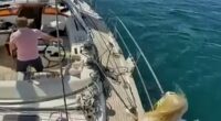 Crew share how they fended off orcas before pod sank another boat