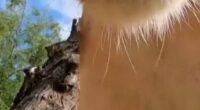 Curious lion toys with Oregon Zoo’s hidden camera