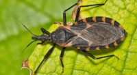 Deadly new condition is in the US to STAY, experts say: Here's how to spot symptoms early
