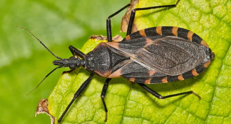 Deadly new condition is in the US to STAY, experts say: Here's how to spot symptoms early