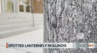 Dept. of Agriculture looking for help in stopping the spread of an invasive species in Illinois