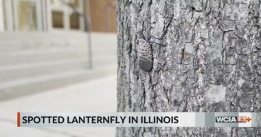 Dept. of Agriculture looking for help in stopping the spread of an invasive species in Illinois