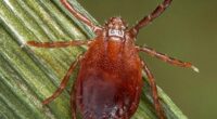 Disease-carrying invasive species spreads to 25th US state