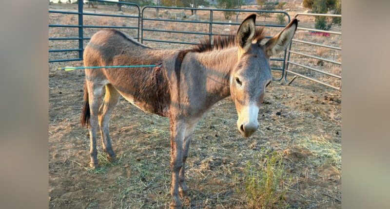 Disturbing animal cruelty trend arises in Riverside County, no arrests made