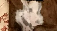 Dog casts ballots in two California elections