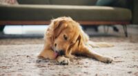 Dogs licking paws in autumn could be a cry for help