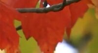 Drought impacts fall foliage across states