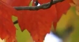 Drought impacts fall foliage across states