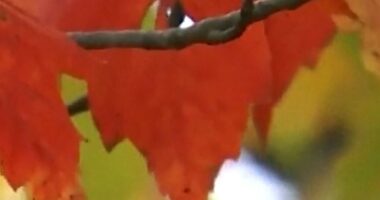 Drought impacts fall foliage across states
